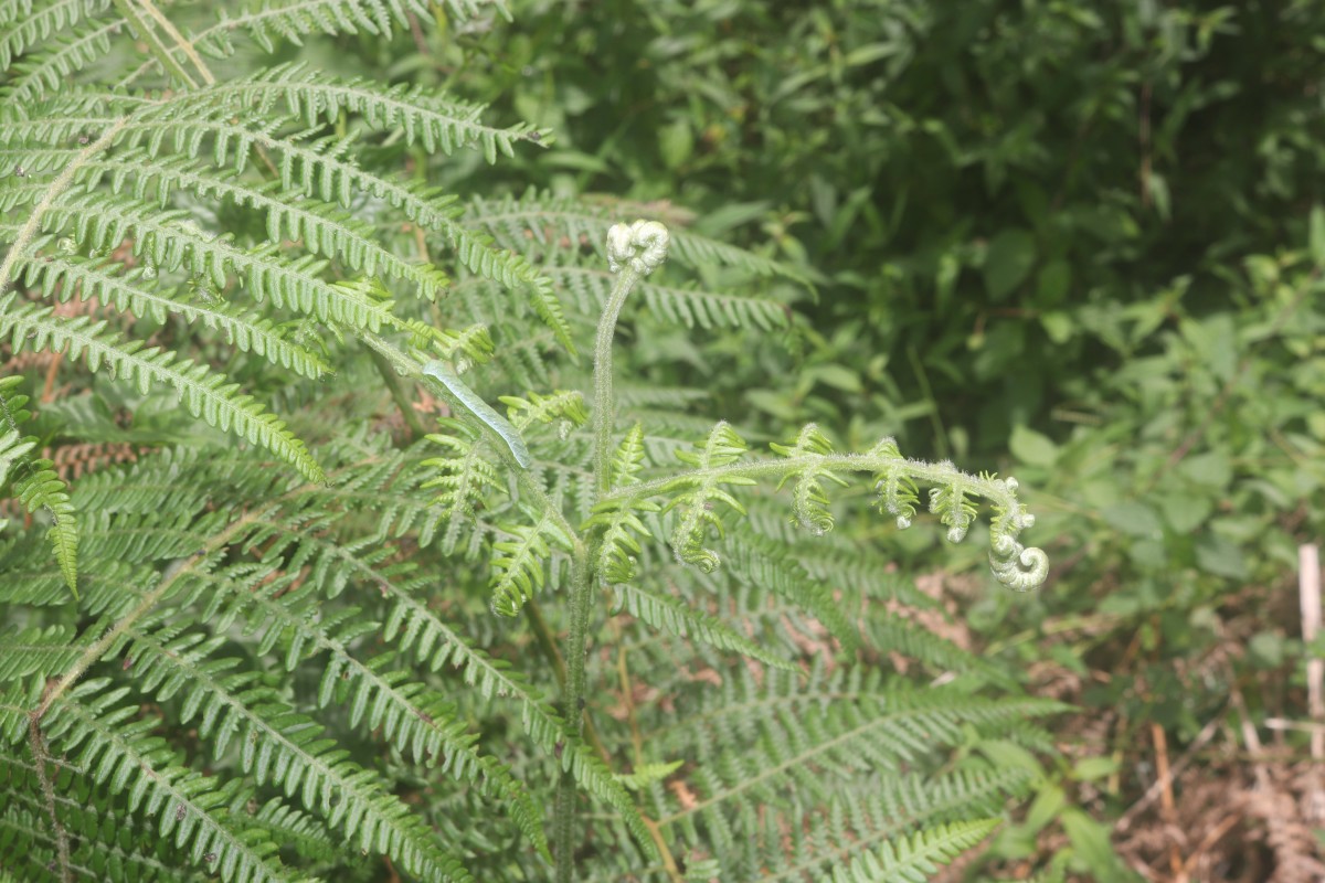 Pteridium revolutum  (Blume) Nakai